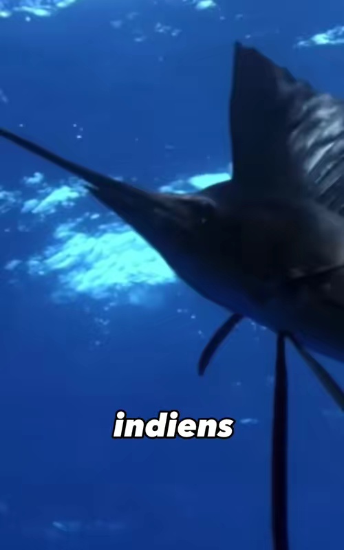 tiktok video