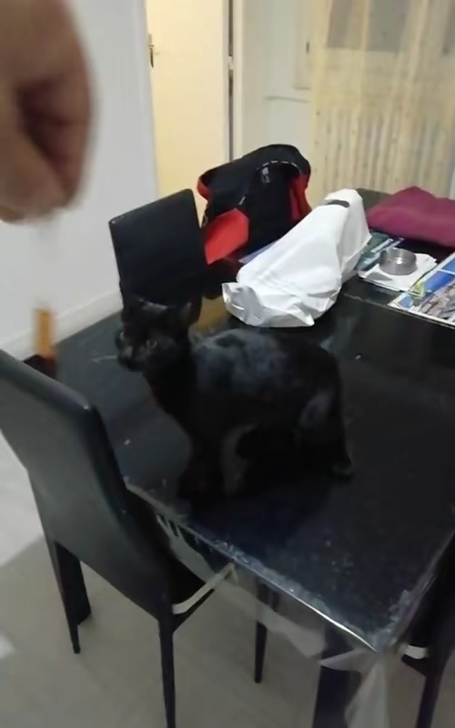 tiktok video