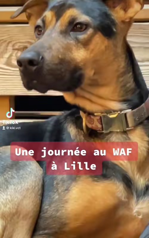 tiktok video