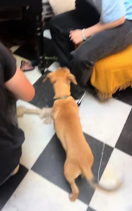 tiktok video