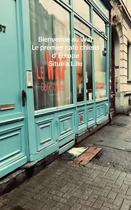 tiktok video