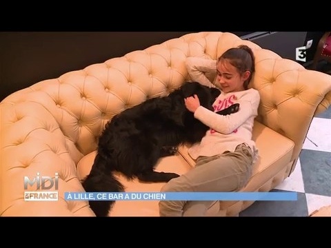 Le premier bar à chiens d'Europe est à Lille