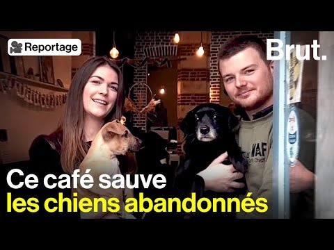 À Lille, ce café offre une autre vie aux chiens errants et abandonnés